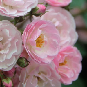 Szkółka róż - róże parkowe - różowy  - Rosa  Heavenly Pink® - róża z dyskretnym zapachem - Louis Lens - Posiada dyskretny zapach i kolor. Jej eleganckie, rozetowe kwiaty w formie piramidy otwierają się w dużych grupach.